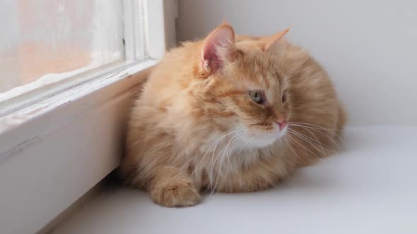 Cute Ginger Cat Lying on Window Sill. Fluffy Pet Sits at Home in Quarantine Without Walking Outside