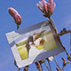 A Photo Gallery on Magnolia Flowers - VideoHive Item for Sale