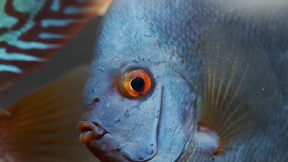 Symphysodon Discus Fish Swiming in Aquarium