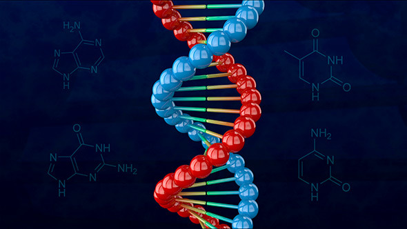 DNA Double Helix