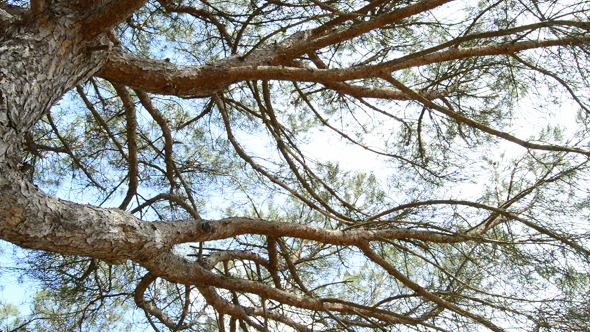 Pine Tree Branches