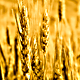Ears of Wheat - VideoHive Item for Sale