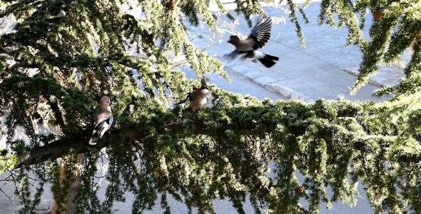 Three Jays Birds During the Breeding Season 3