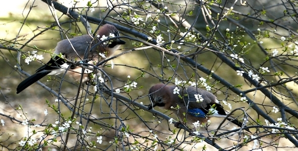 Three Jays Birds During the Breeding Season 8