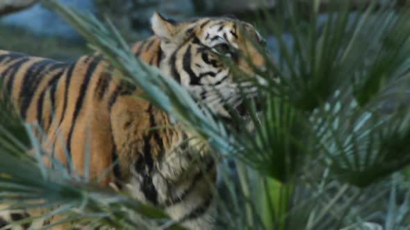 Sumatran Tiger Approaching