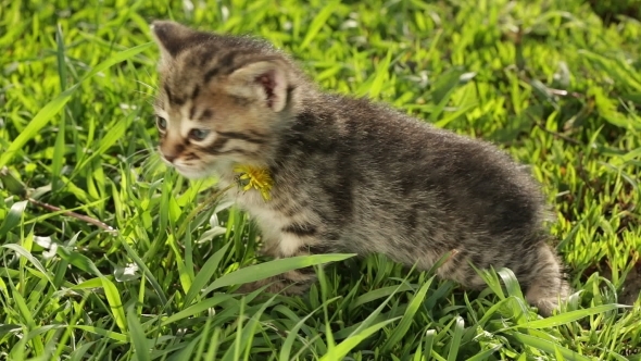 Little Tabby Kittens  On Green Grass