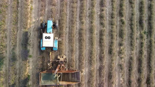 Aerial Drone View of a Tractor Harvesting Flowers in a Lavender Field