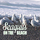 Seagulls on the Beach - VideoHive Item for Sale