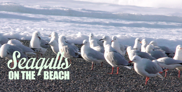 Seagulls on the Beach