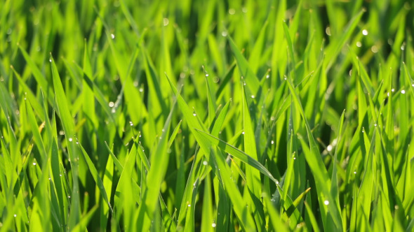 Morning Dew on the Green Grass