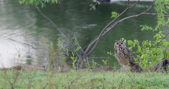 Eagle owl sitting by a water body early in the morning in front of green grass and flies off