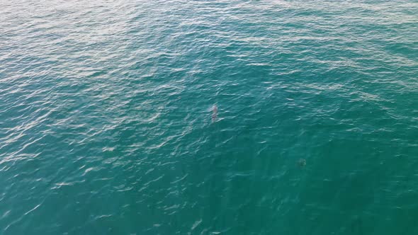 Dolphins swimming in the turquoise waters of the Maldives islands, Aerial top view shot