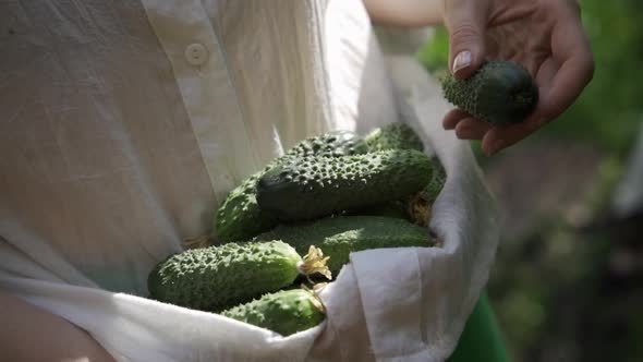 The Woman Picks Ripe Cucumbers and Puts Them in Her Linen Shirt