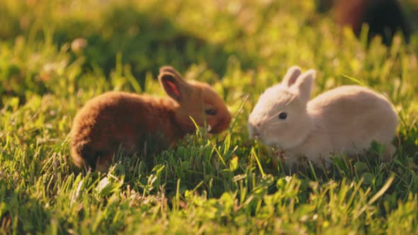 Little Rabbits Walk on the Lawn