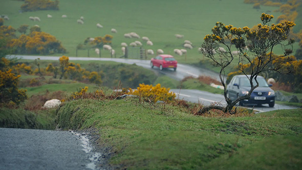 Cars Passing In Farmland Near Flock Of Sheep