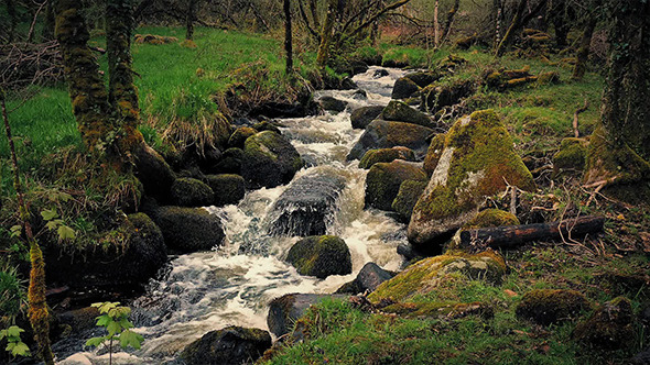 River Through The Woods