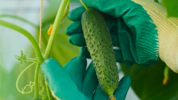 Picking cucumbers in agriculture ripened in a gloved hand.Close-up. Harvest of fresh cucumbers in th