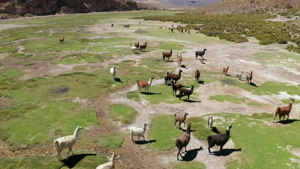 Aerial View of Lamas on the Altiplano Bolivia