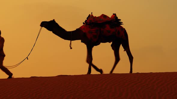 Cameleers Camel Drivers at Sunset