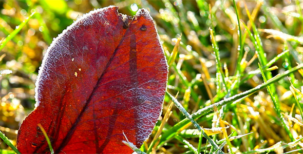 Autumn Leaves