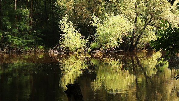 Morning by the River 1