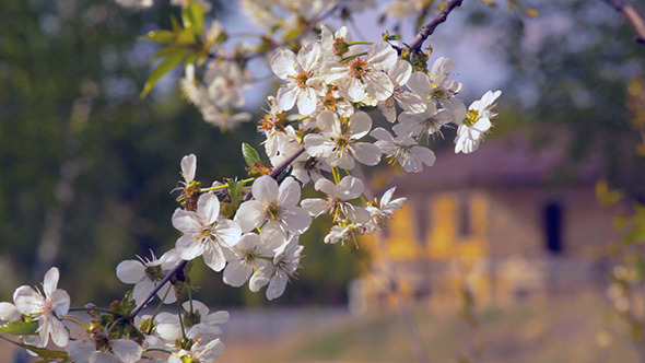 Spring Cherry Tree Flower