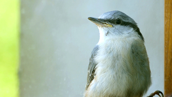 Nuthatch Sitting And Peeps  Near The Window