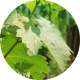 Vine Leaves - VideoHive Item for Sale