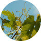 Vine Leaves Sprouts - VideoHive Item for Sale