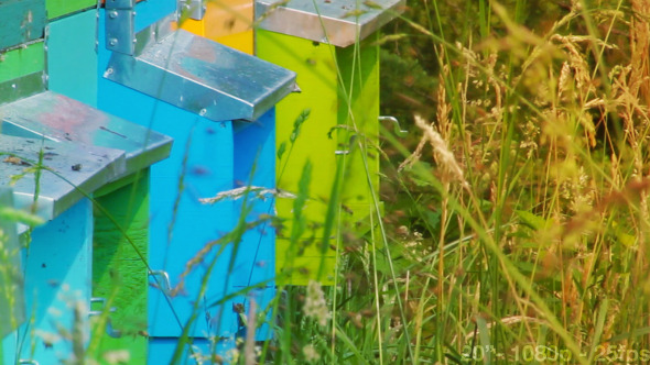 Swarm near a Beehive