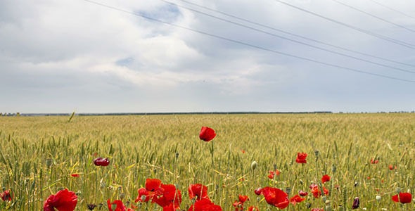 Poppies In A Field Of Wheat
