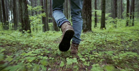 Walking Through The Forest