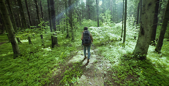 Hiking In The Beautiful Green Summer Forest alt