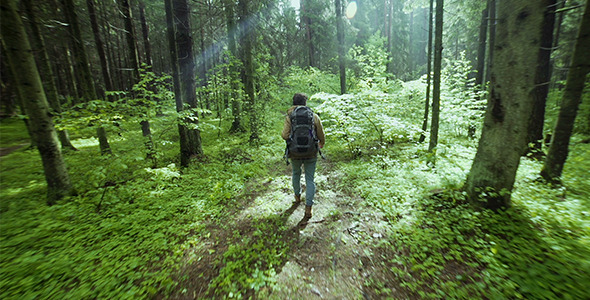 Hiking In The Beautiful Green Summer Forest