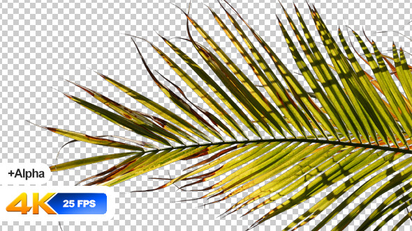 Palm Tree Isolated