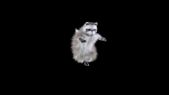 Raccoon Dancing HD