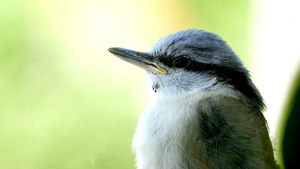 Nuthatch Sitting And Peeps  Near The Window