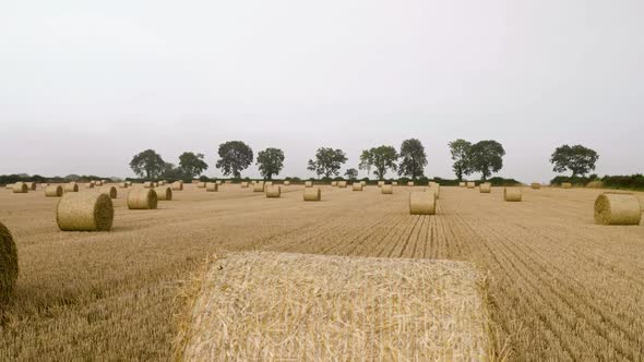 Hay bales on the golden field after harvest