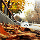 Autumn in the City and Dogs - VideoHive Item for Sale
