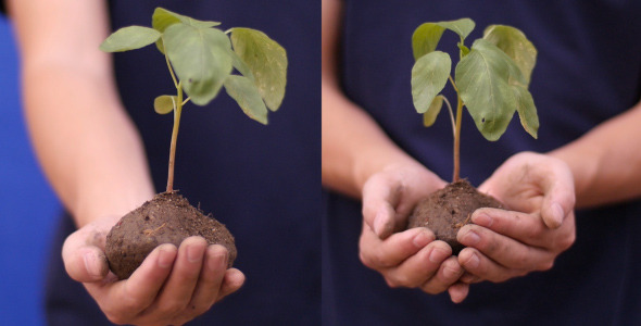 Hand And Plant