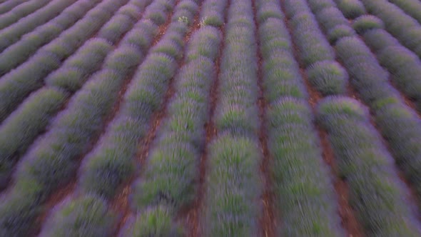 Lavender Field