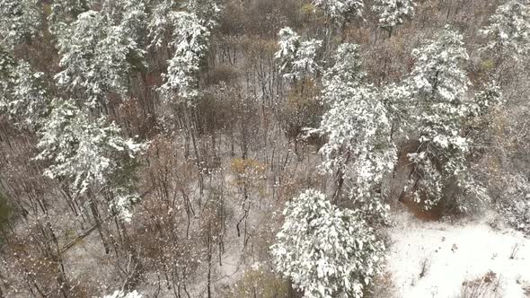 Flight over forest tree tops under snow 4K aerial video