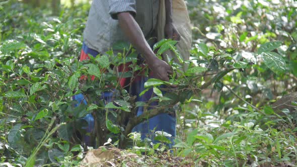 Local Worker in Shirt Gathers Green Leaves Holding White Bag