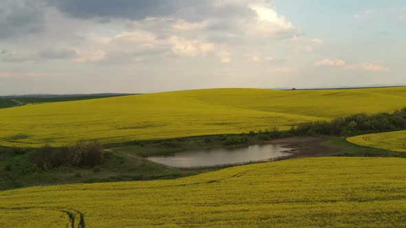 Rapeseed Plantations Under Cloudy Sky 9