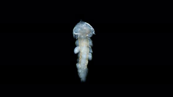 Larva Worm Polychaeta Under Microscope Family Typhloscolecidae