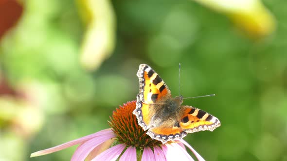 Butterfly collects nectar