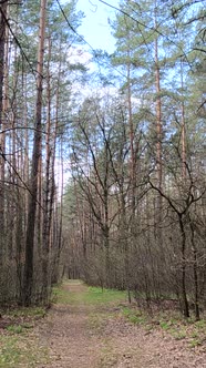 Vertical Video of the Small Road in the Forest During the Day