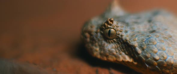 Extreme close up of horned viper moving on the ground.