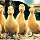 March of the Ducks