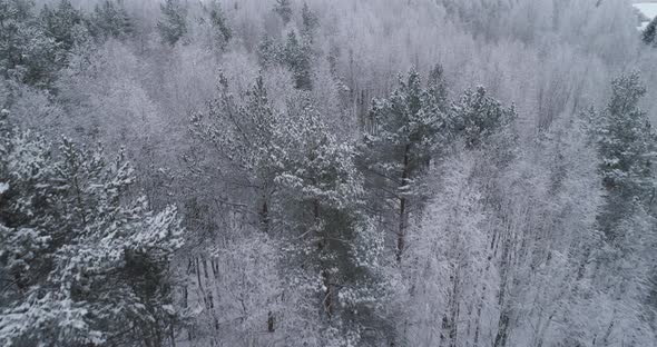 Winter Landscape with Forest